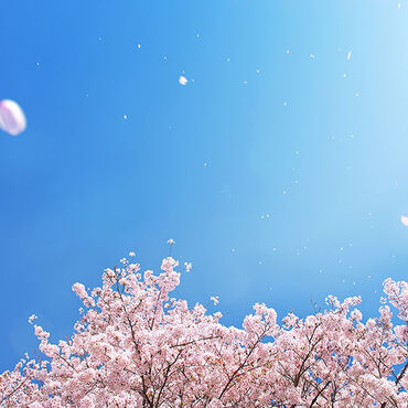 cherry-blossom_00013